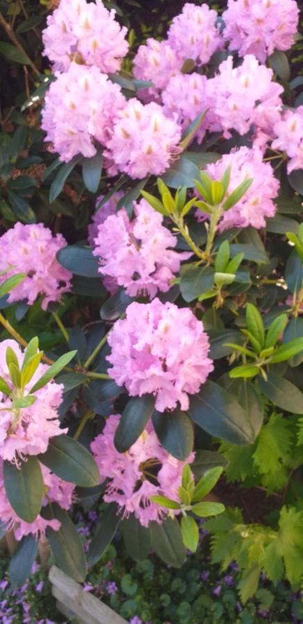 Residence Lilac ซาเวนเตม ภายนอก รูปภาพ